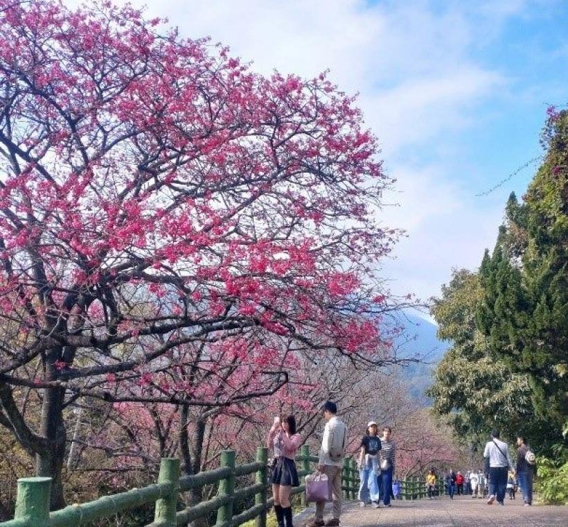 陽明公園櫻花花況(人車分道)