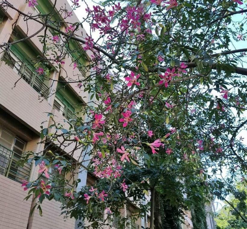 秋意漸濃，臺北街頭卻迎來一場美人樹繽紛的秋日花景(忠義街)
