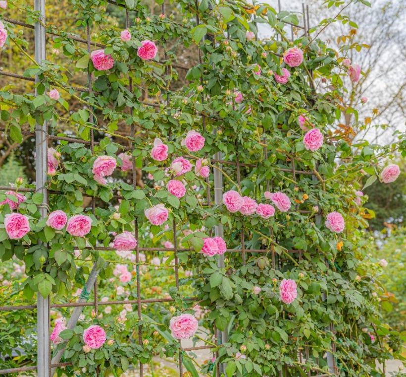 花海區一年只開一次的粉伊莎夫人現正勝放，散發芬芳，大家千萬別錯過啦！