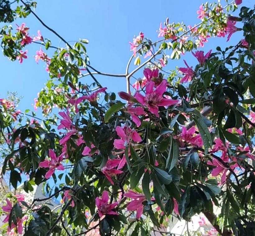 秋意漸濃，臺北街頭卻迎來一場美人樹繽紛的秋日花景(忠義街)