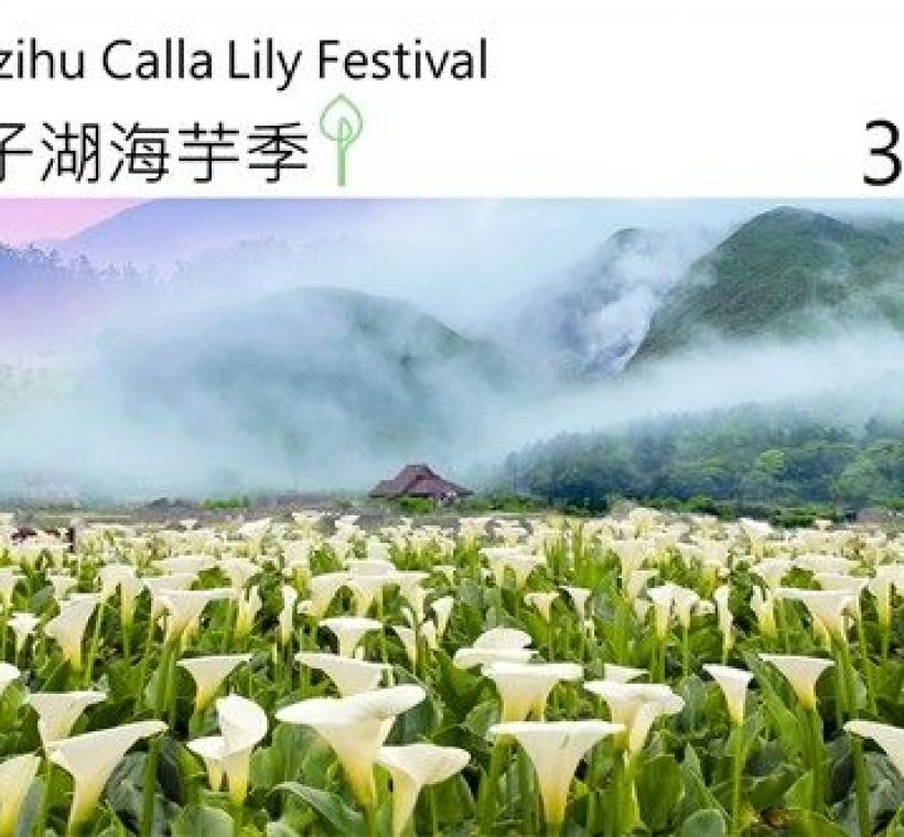 於大屯山下台北限定的「竹子湖海芋季」