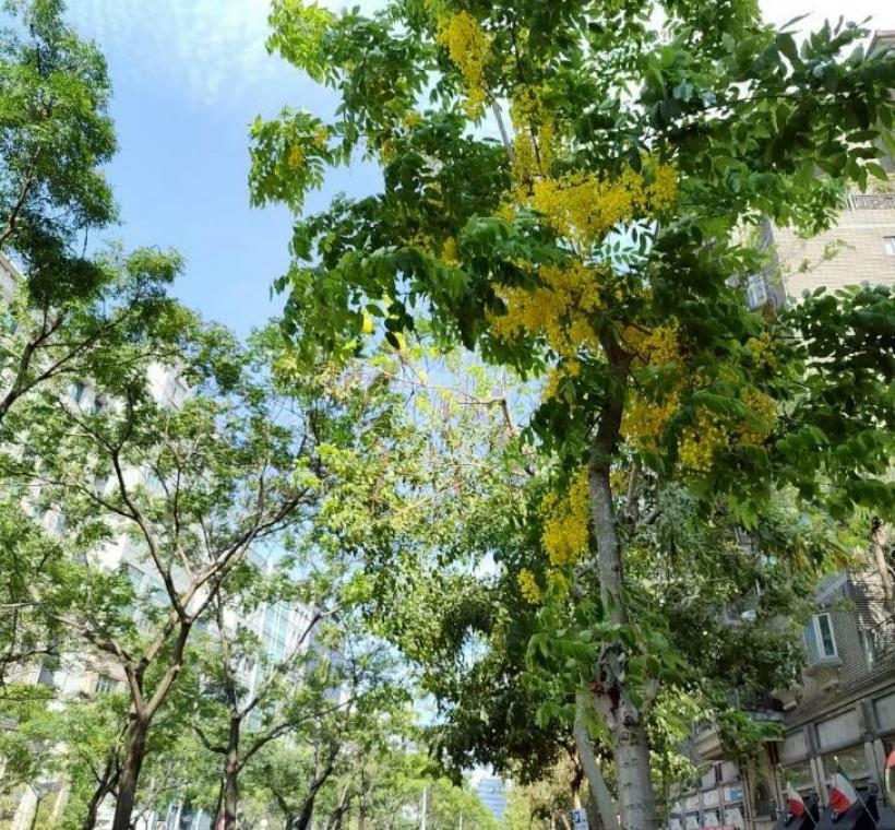 堤頂大道2段阿勃勒金黃與遍地花影交織而成的夏日風景