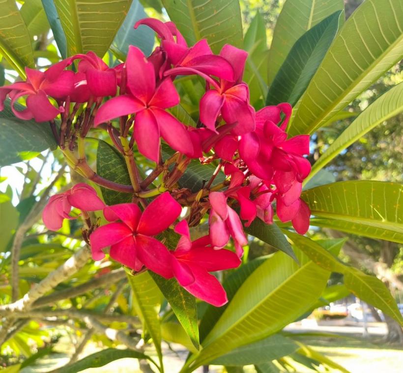 雞蛋花紅花品種則如晚霞般熱情絢麗，花朵綻放枝頭、清香隨風飄散，吸引不少民眾駐足欣賞、拍照留念