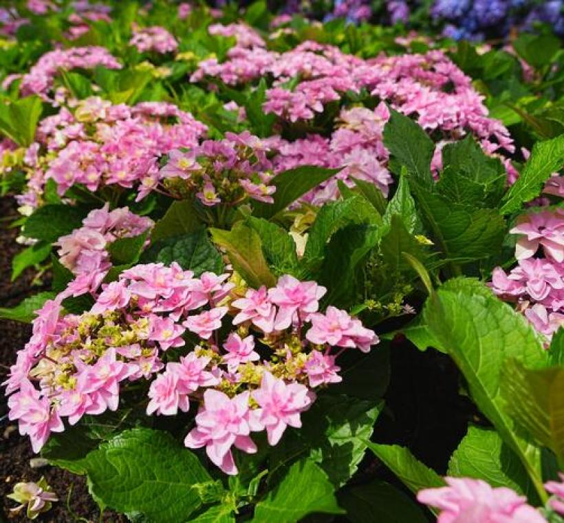 大安森林公園杜鵑花心心繡球花-紅繡.