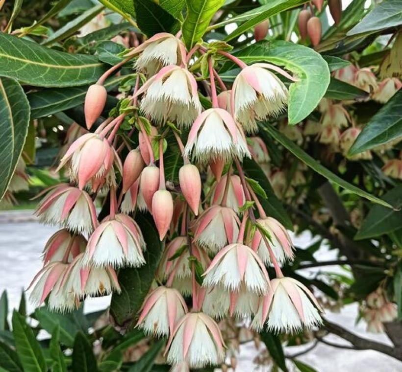 花萼粉紅色或綠白色，白色花瓣懸垂下來，開花時像小鈴鐺隨風擺動。