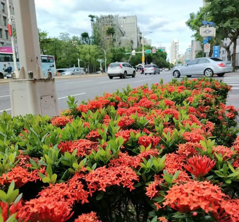 忠孝東路新生南路口矮仙丹花迎風盛放，彷彿將夏日的熱情凝聚成一團團絢麗花火，在道路分隔島、綠帶及街角綠地綻放耀眼光彩