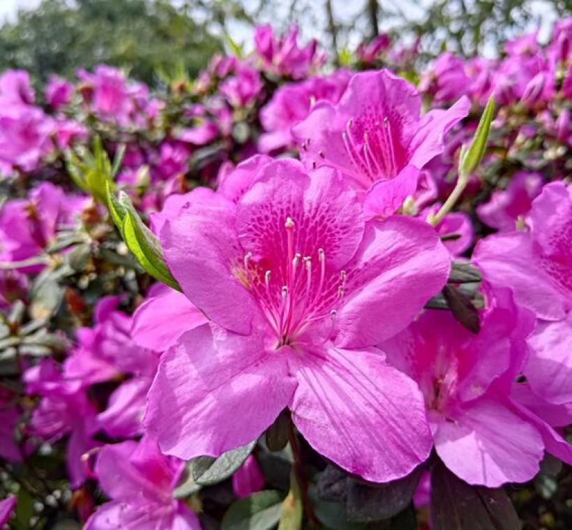 平戶杜鵑-豔紫，花形飽滿、色彩亮麗，盛開時枝頭繁花似錦。