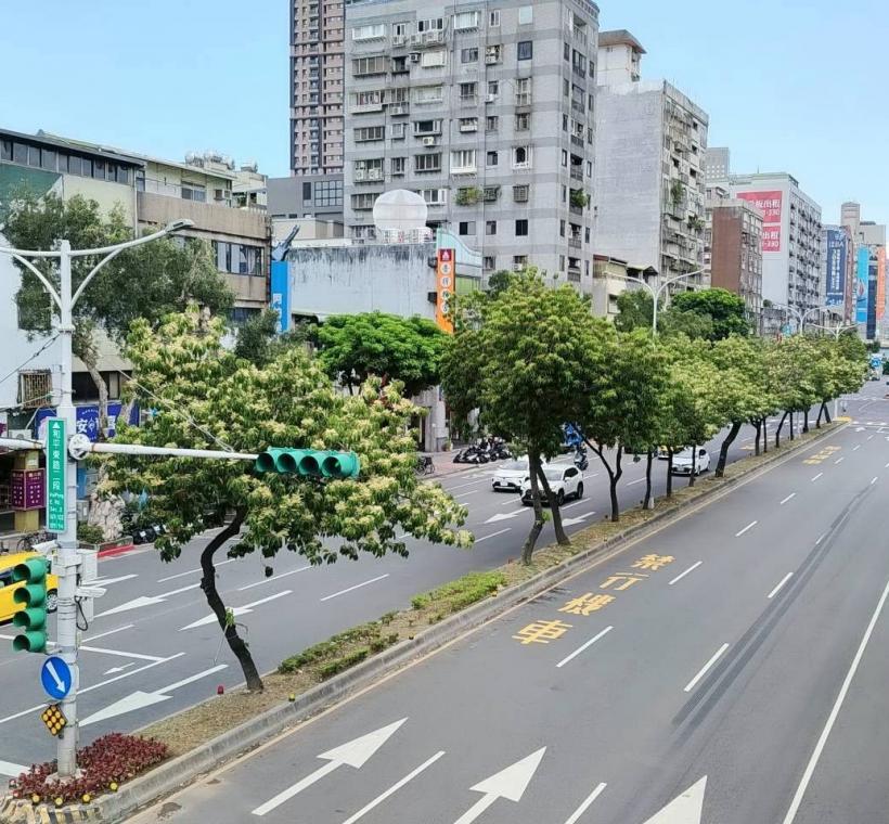 (圖4) 許多人初見錫蘭橄欖時，往往被滿樹雪白花序所吸引