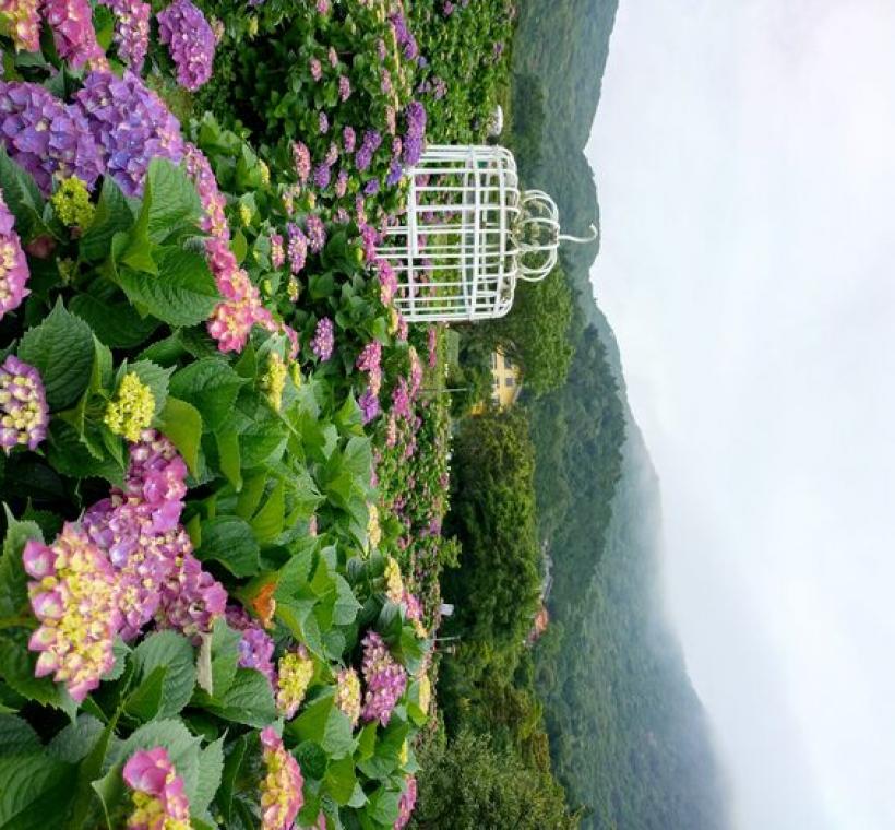 繡球花海景色