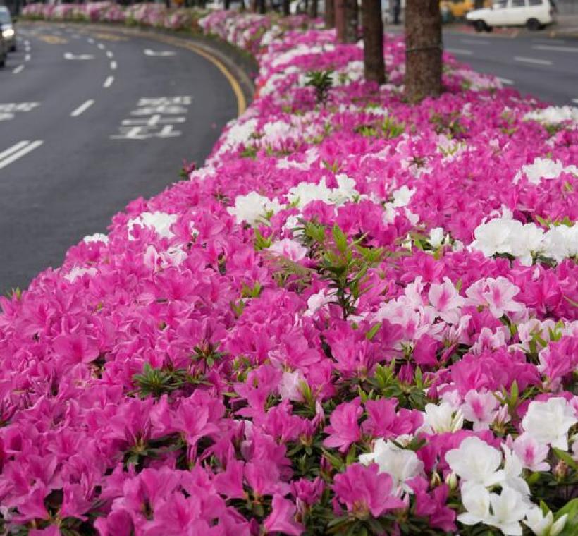 杜鵑濃厚瑰麗、如火如荼的喧囂綻放。(中華路)