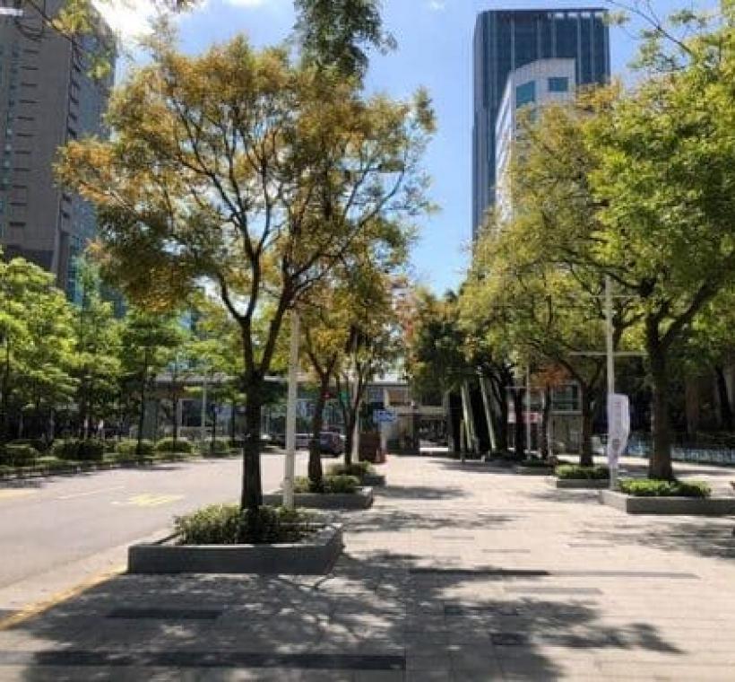 林蔭大道黃連木黃橘紅葉浪漫