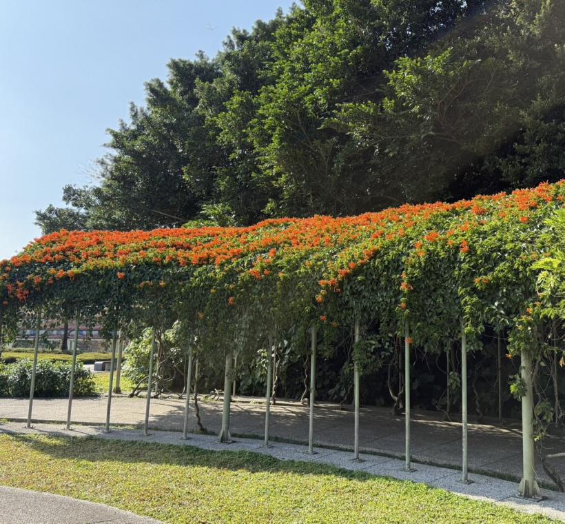 過年最喜氣的 炮仗花，已悄悄如期綻放