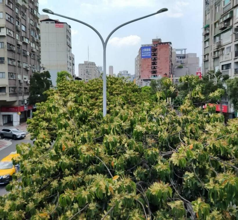 (圖1) 走進和平東路二段，從新生南路至復興南路之間的中央分隔島，一株株錫蘭橄欖正悄然綻放細緻潔白的小花