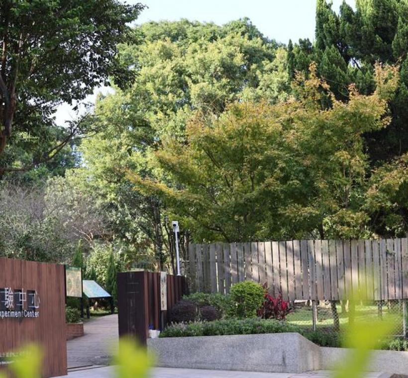 從大門口即可看見一株亮眼的黃金楓。