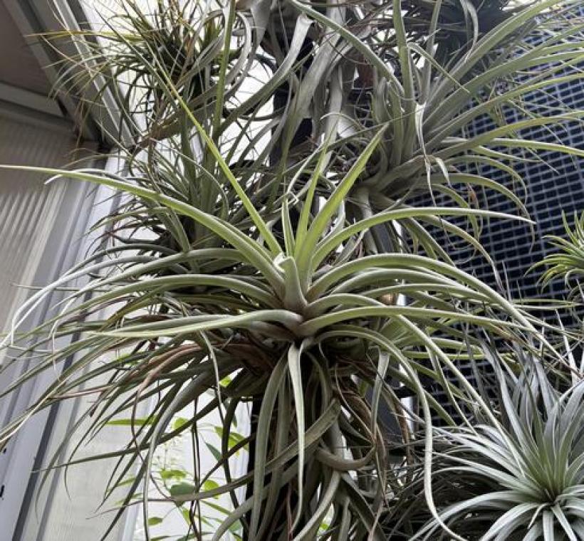 空氣鳳梨象徵「旺來」