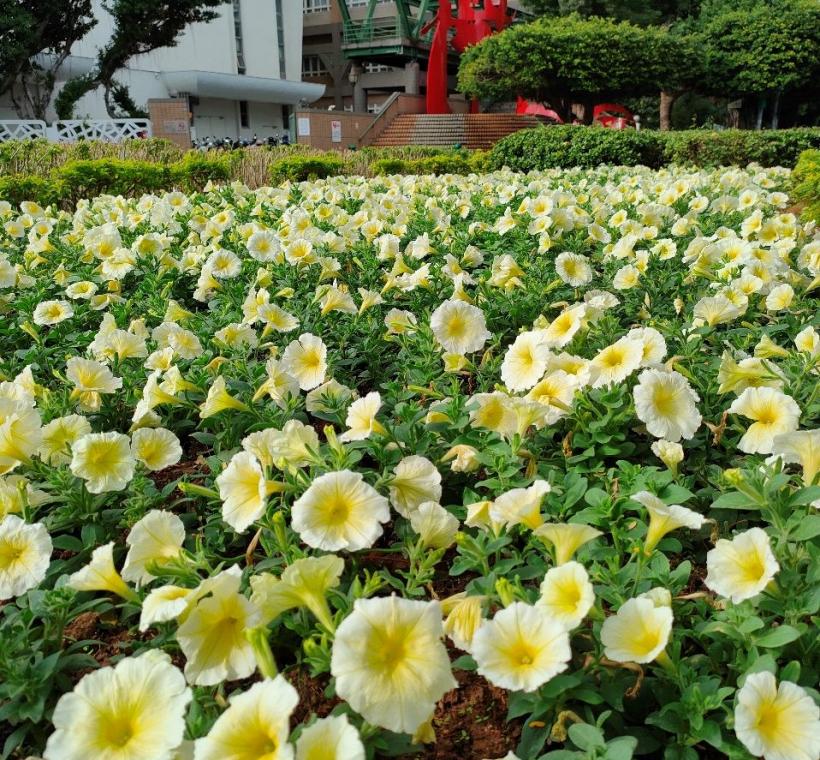 雅致的檸檬白矮牽牛跳躍於青青校園外顯得小巧靈動