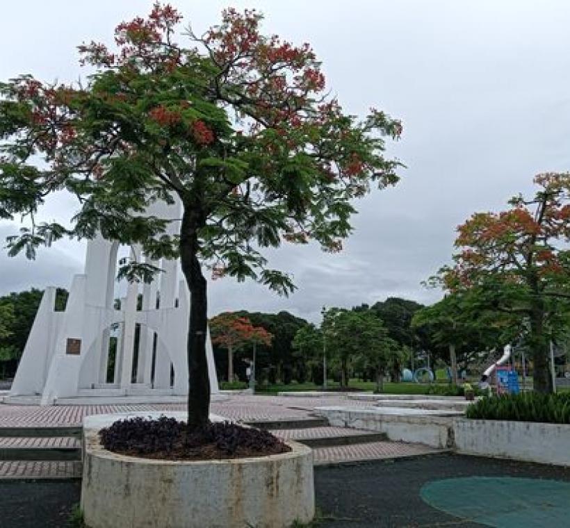 臺北典藏植物園附近的裝置藝術「祥和遍大地」周遭種植多株鳳凰木。