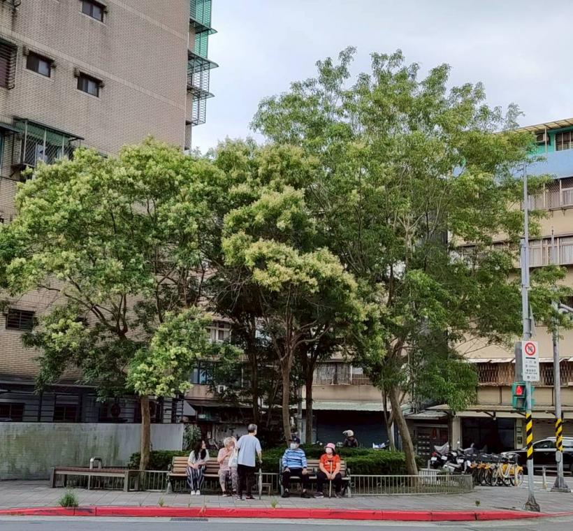 臥龍街光蠟樹則在人行道旁盛開，在日常生活場景中展現恬靜之美