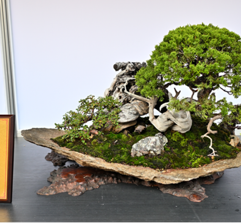 金牌獎-展現美感的創意侘寂盆景~附木、附石、系魚川真柏