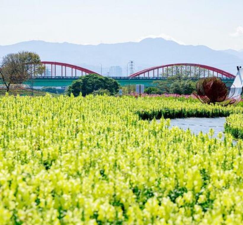 古亭河濱花海 繽紛綻放中