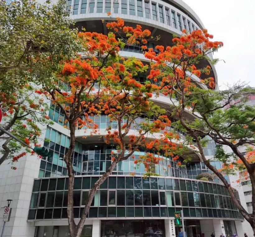 仁愛圓環鳳凰木盛開，濃烈花景交織成夏日最動人的城市風景