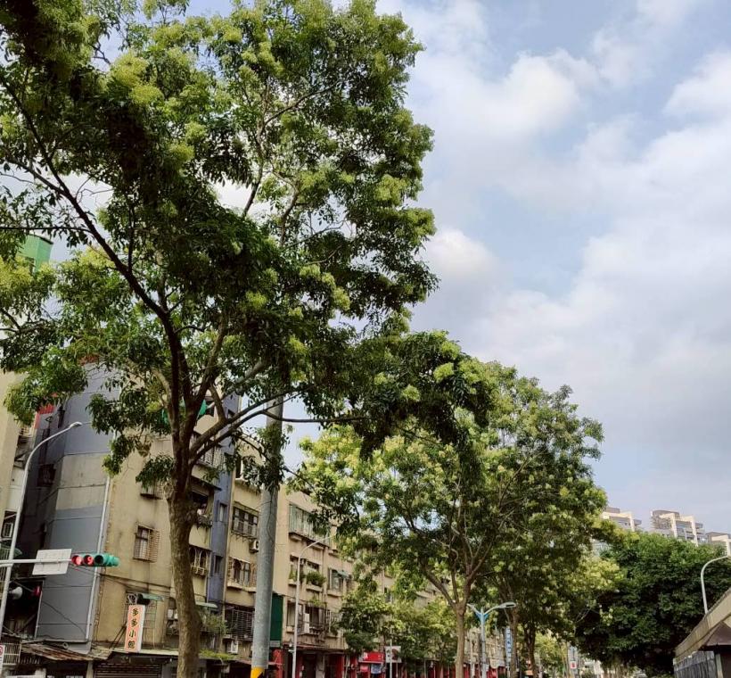 臥龍街光蠟樹則在人行道旁盛開，在日常生活場景中展現恬靜之美