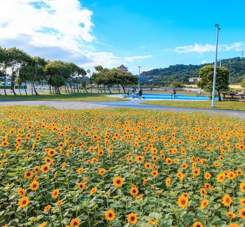 大佳河濱花海(攝影:曹正邦)