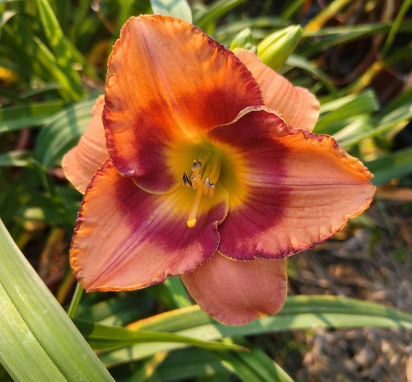 士林官邸培育出不同品系的金針花