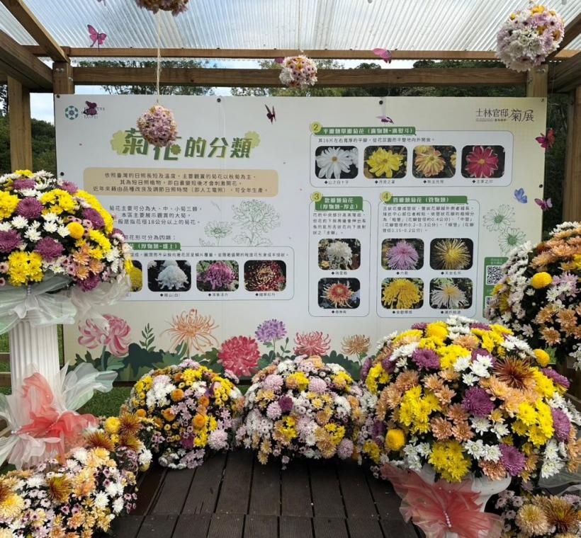 以大量的進口菊花切花妝點，帶你進入菊花的分類世界