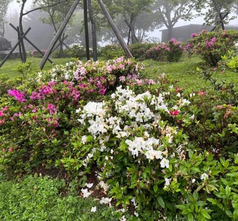 陽明山花鐘區域杜鵑花 (2)