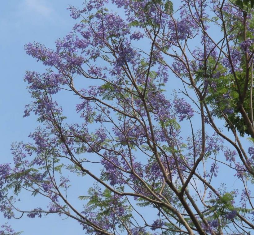 天母浪漫亭綠地藍花楹盛開。