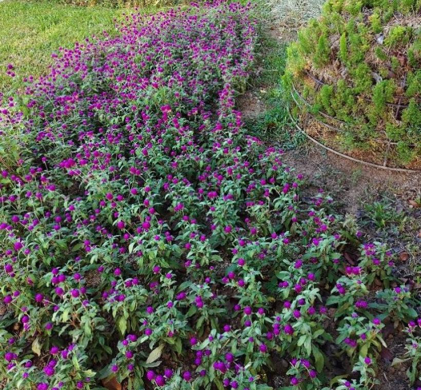 千日紅耐熱、耐旱、對土壤適應力強，能適應長時間高溫、曝曬的道路環境