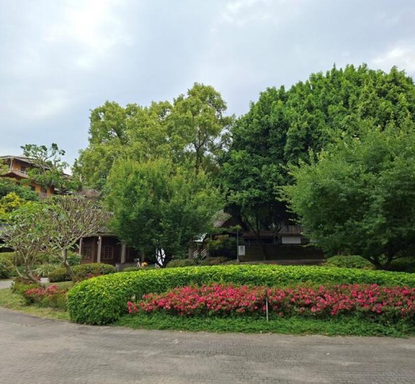 皋月杜鵑與周邊日式建築相互輝映，構成一幅獨特的初夏風情畫。