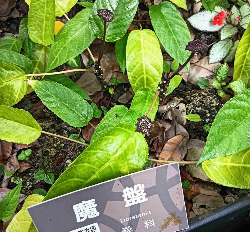 圖11魔盤花序表面深紫、黑褐色，花序梗長10公分以上，盤狀花檯上密布顆粒。可以掃標牌Qr code聆聽中、英文解說。
