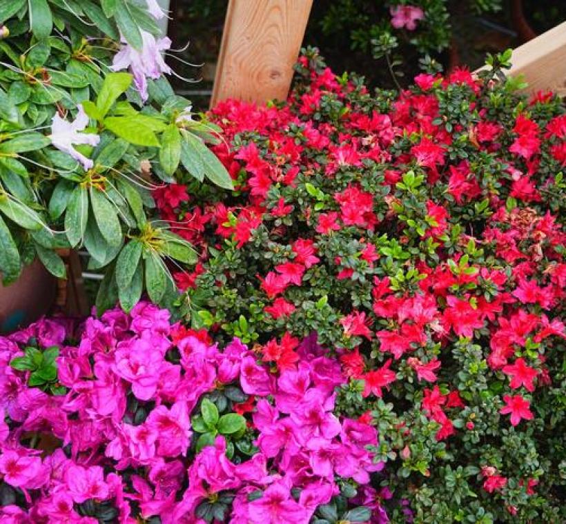 大安森林公園「拾花號」花屋內的皋月杜鵑也悄悄盛開