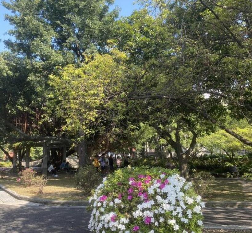 杜鵑花耐修剪、適合塑形，常見於道路與公園景觀。