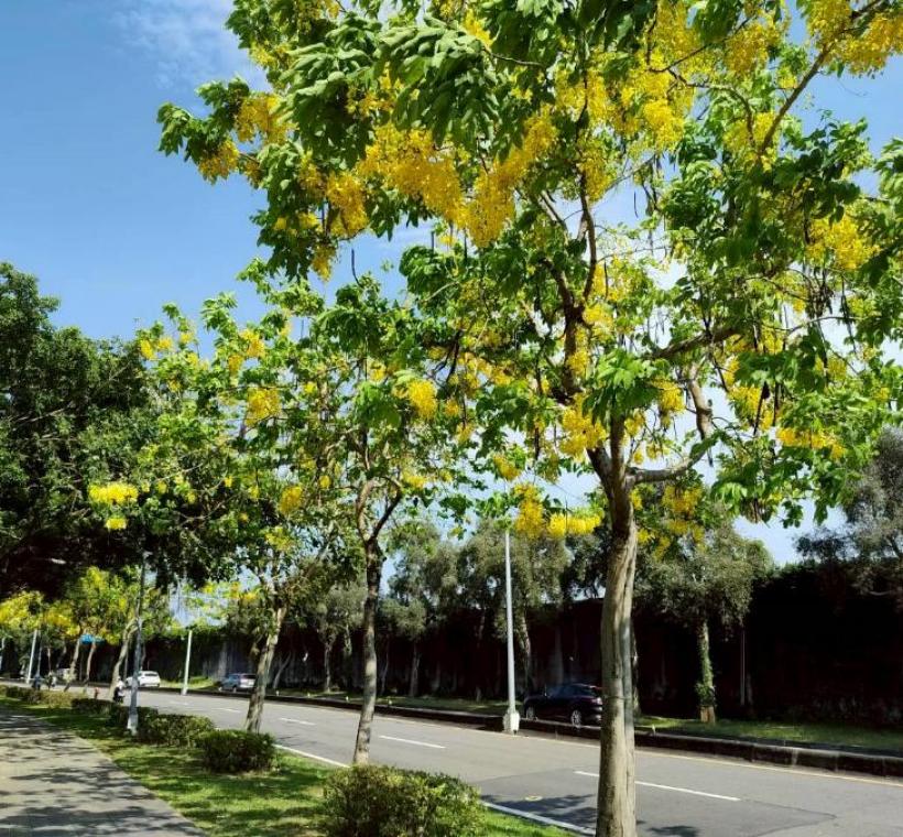 上塔悠及下塔悠公園花串隨風搖曳，金黃色花海沿著道路綿延