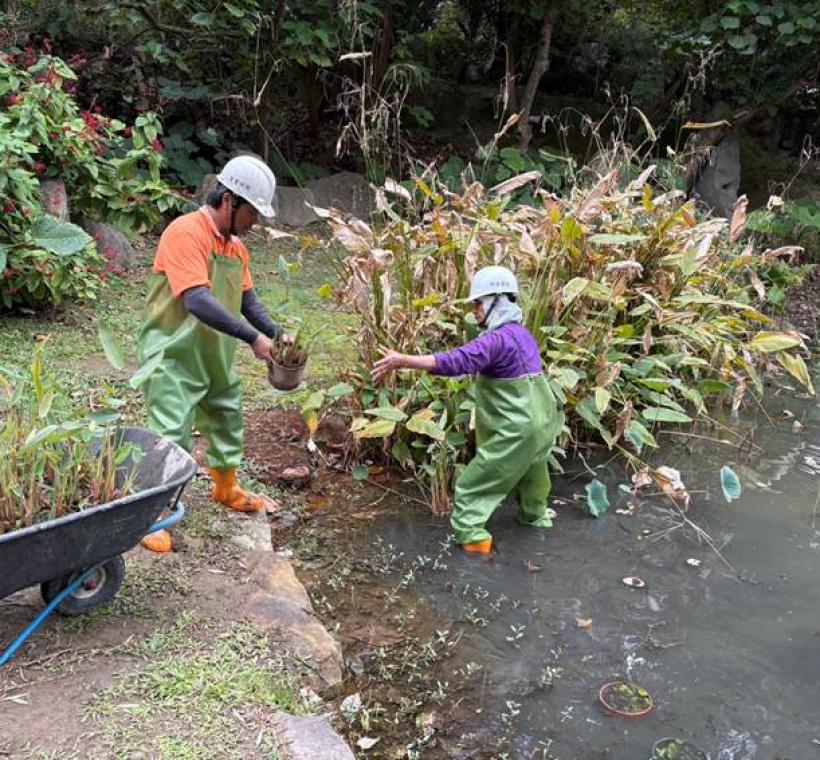 荷花池進行池底清淤及補植水生植物