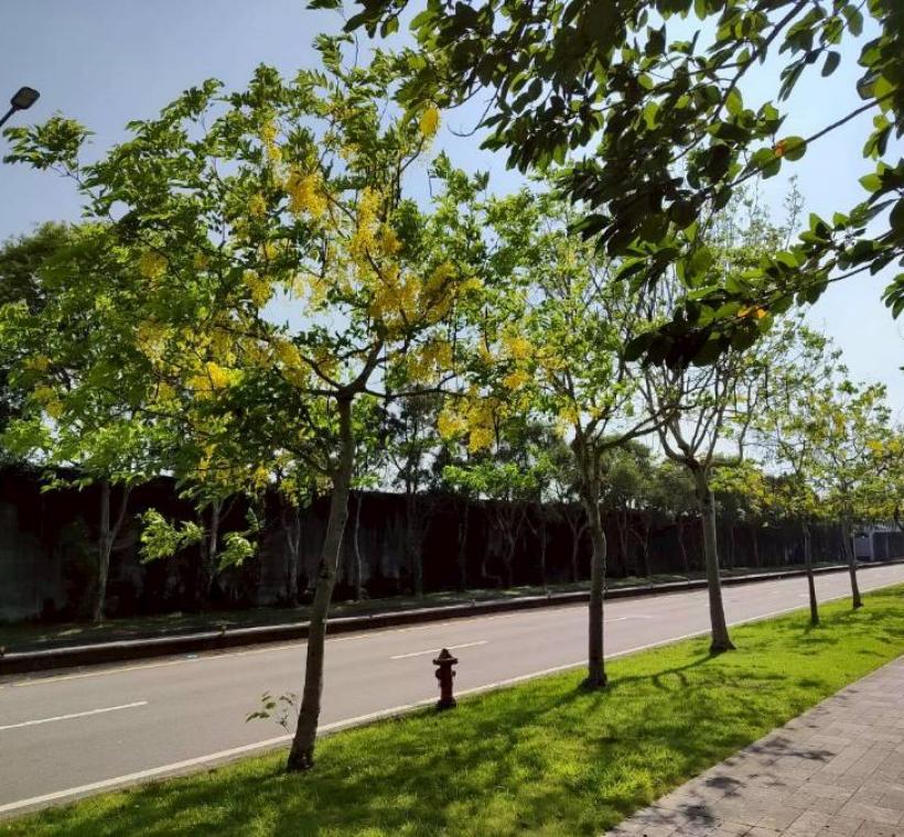 上塔悠及下塔悠公園花串隨風搖曳，金黃色花海沿著道路綿延
