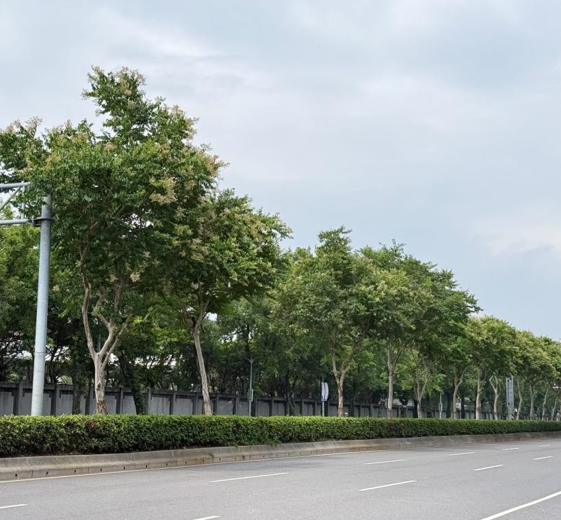 松山區民權東路三至四段的九芎植栽配置
