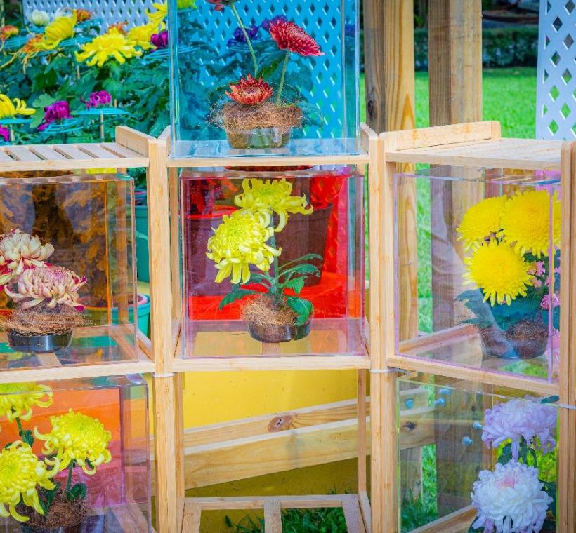 今年特別以切花展示特色品種大菊，提供賞菊的新體驗