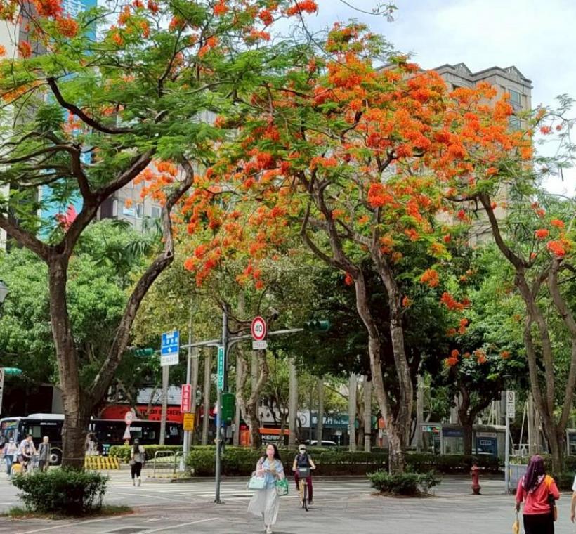 仁愛圓環鳳凰木盛開，濃烈花景交織成夏日最動人的城市風景