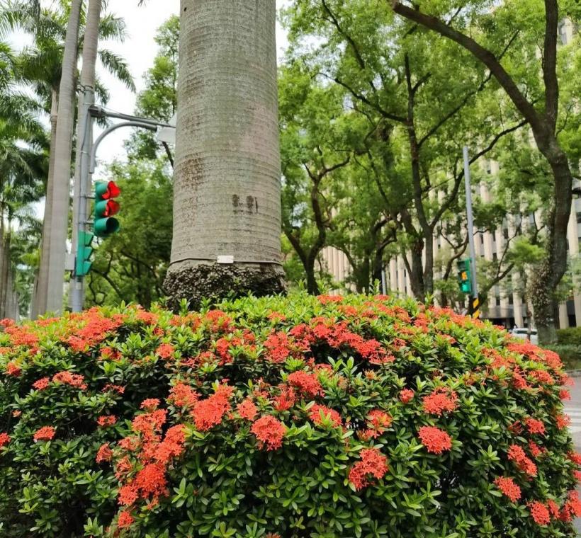 仁愛路3段矮仙丹花迎風盛放，彷彿將夏日的熱情凝聚成一團團絢麗花火，在道路分隔島、綠帶及街角綠地綻放耀眼光彩