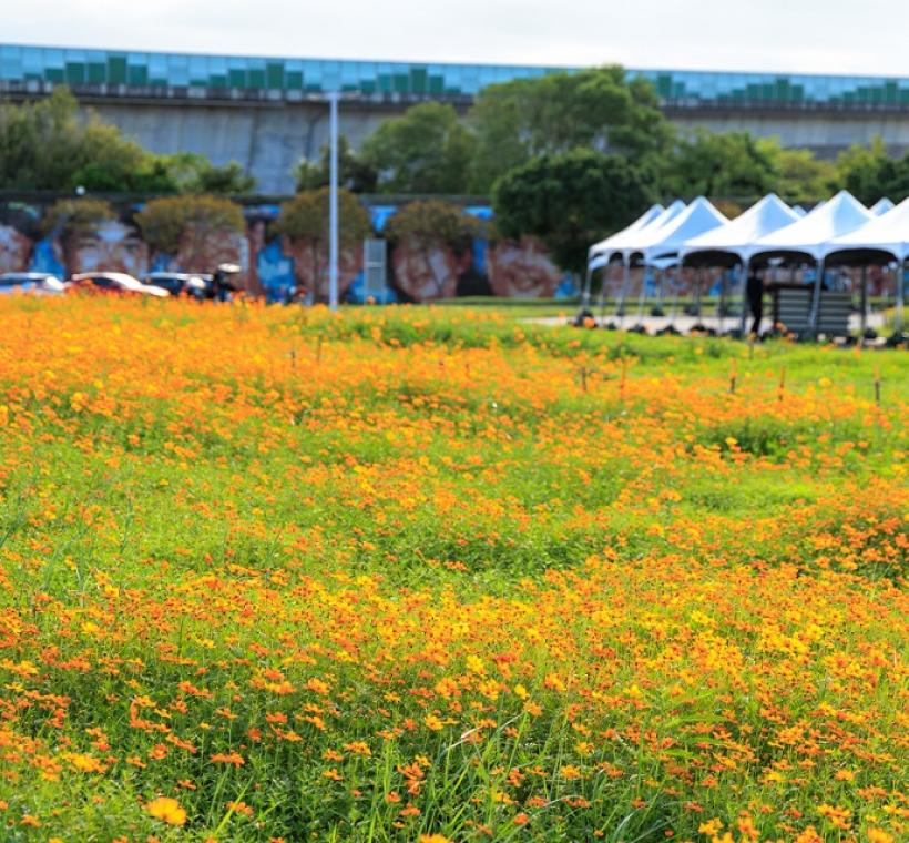 大佳河濱花海(攝影:曹正邦)