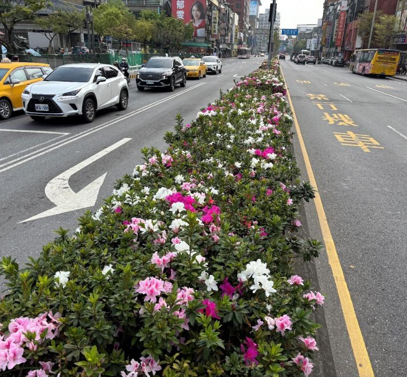 和平西路上的杜鵑花叢，在春光的照耀下愈發顯得明媚動人