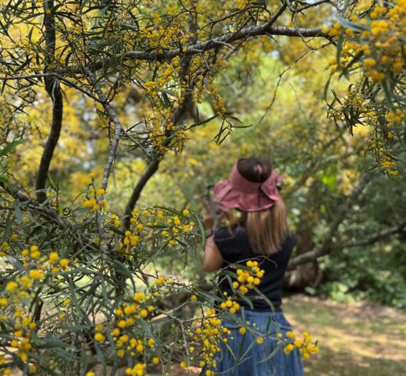 相思樹下留影，暖光剛剛好 。