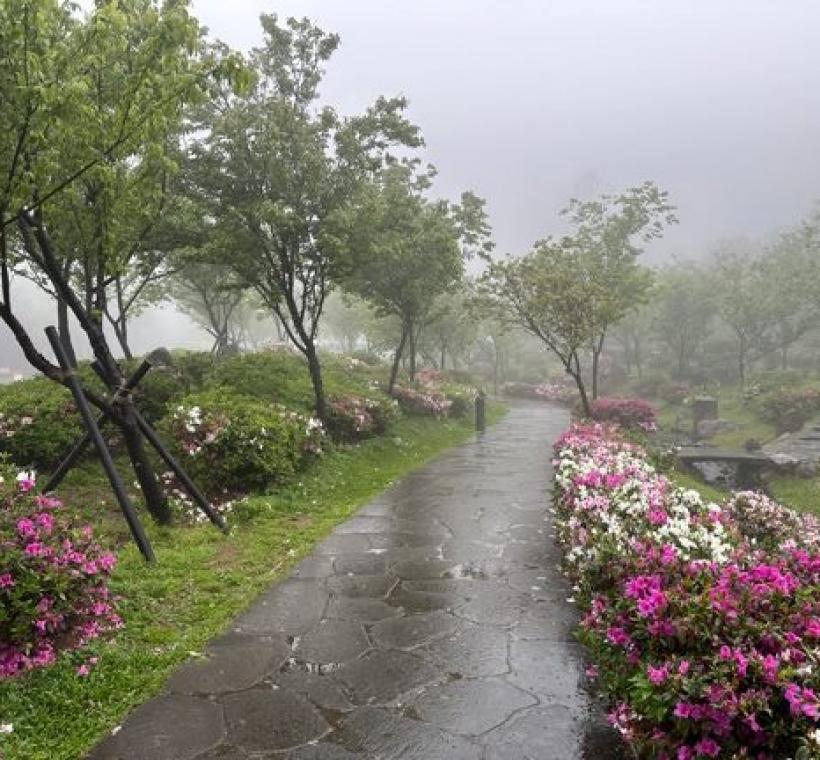 陽明山花鐘區域杜鵑花 (3)