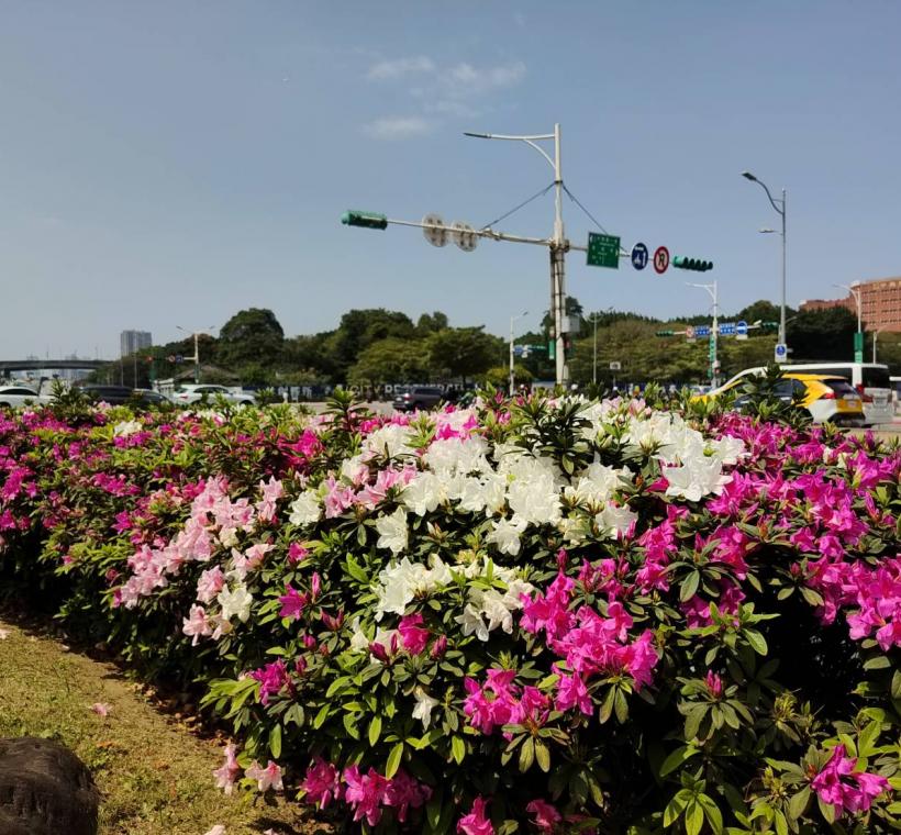 北門廣場都能看見花朵交織成的春日花海，趕緊把握最後時機會賞杜鵑花