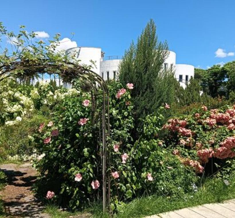 新生公園花海區可以捕捉到扶桑花及粉葉金花、玉葉金花同框的畫面。