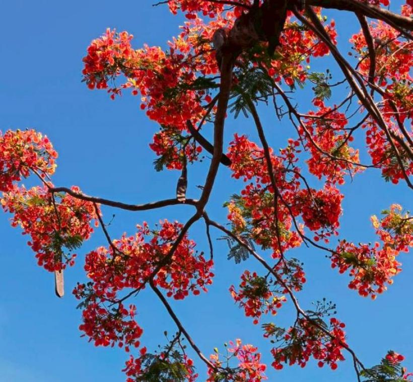 鳳凰木花朵盛開時，枝頭彷彿燃起一片片紅雲，不僅展現夏季旺盛生命力，也象徵年輕學子即將展翅高飛、邁向人生下一段旅程